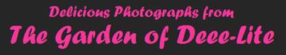 deee-lite-photographs